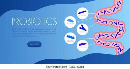 infographic types of probiotics in the gut. flat vector illustration. concept good bacteria for microflora. template landing page for medical site. web banner