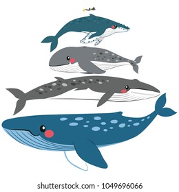 Infographic whale illustration scale comparison size with human diver