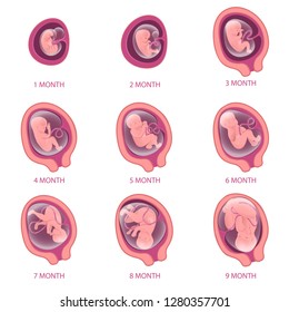 Infographics about pregnancy. Embryo development for nine months. Isolated illustrations on a white background for education and health