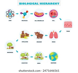 Infographics Of The Biological Hierarchy