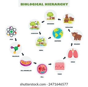 Infografías De La Jerarquía Biológica