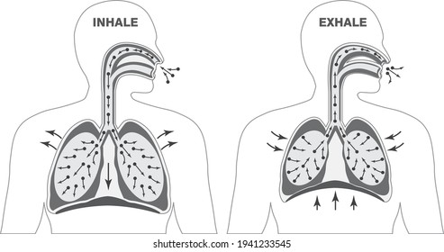 Infographics of breathing cycle in black and white, inspiration and expiration, gas exchange, visualisation of lung voulme during inhale and exhale.