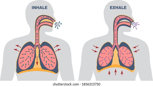Infographics of breathing cycle, inspiration and expiration, gas exchange, visualisation of lung voulme during inhale and exhale, work of diaphragm