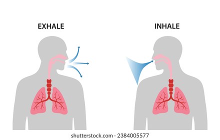 Infographics of breathing cycle, inspiration and expiration, gas exchange, visualisation of lung voulme during inhale and exhale, work of diaphragm. Vector illustration