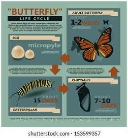 infographics butterfly's  life cycle vector template