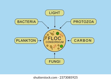 infographics of the components that make up biofloc consortium, which consist of plankton, bacteria, fungi, carbon, light, protozoa