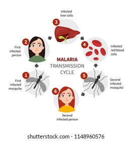 173 Plasmodium life cycle Images, Stock Photos & Vectors | Shutterstock