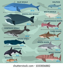 Infographics of giant inhabitants of the sea depths