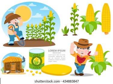 Infographics growing corn. Agriculture color illustrations.