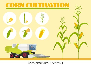 Infographics the growing corn. Growth stages from seed to adult plant. Combine for harvesting corn in the field. Vector illustration