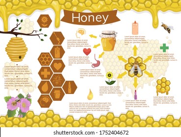 Infographics of honey and bees. Vector graphics.