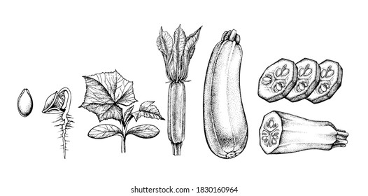 infographics how zucchini and squash grows, vector black and white graphics, from seed to harvest, engraving, gourmet cuisine, vegetarian, farm isolated on white background for print, cookbook