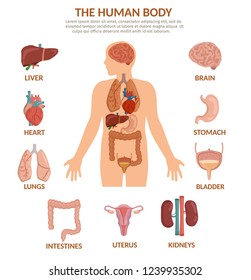 Infographics of human organs anatomy body cartoon vector illustration