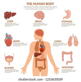 Infographics of human organs anatomy body cartoon vector illustration and anatomy poster