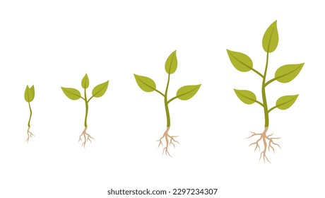 Infografiken der Wachstumsphasen von Pflanzen. Pflanzen mit Wurzeln einzeln auf weißem Hintergrund. Flache Vektorgrafik