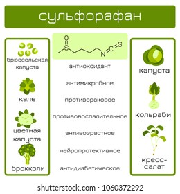 Infographics. Russian text. Sulforaphane organic compound of plant origin with anti-cancer and antibacterial and others effects. Products in which it is contained.