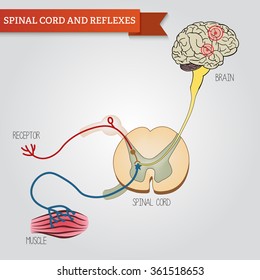 Infographics spinal cord and reflexes. Central nervous system.