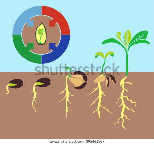 Infographics Stages Plant Growth Growing Plants Stock Vector (Royalty ...