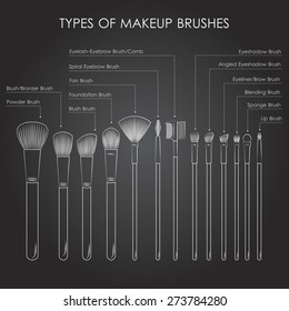 Infographics. Types of  make-up brushes