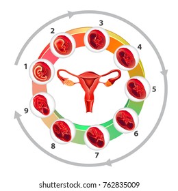 infographics with uterus and pregnancy months around it in circle on white background vector