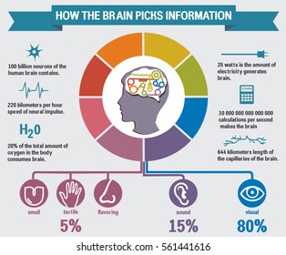 Infographics vector brain design diagram line style template. How the brain learns information. The brain information