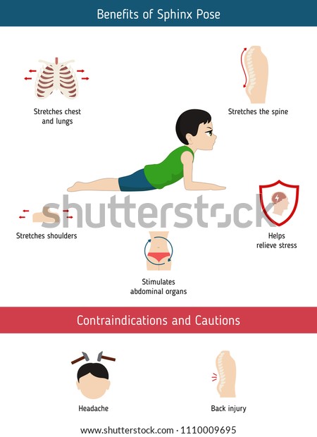 Infographics Yoga Pose Benefits Contraindications Sphinx Stock Vector ...