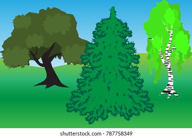 Infographics of young spring trees on a background of green grass and blue sky. Birch, oak, spruce.