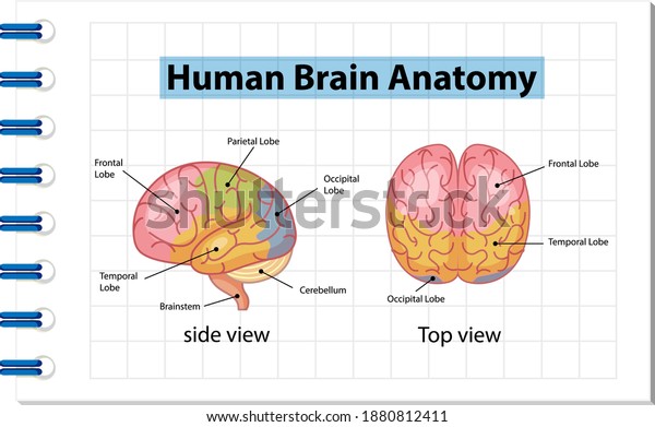 Information Human Brain Diagram Illustration Poster Stock Vector