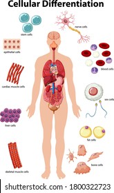 Information poster of cellular differentiation illustration