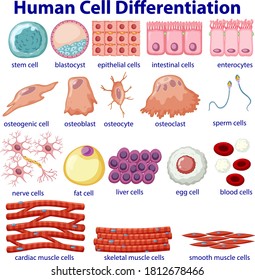 Information Poster Cellular Differentiation Illustration Stock Vector ...