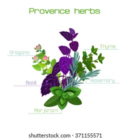 Information poster - herbs of Provence: marjoram, basil, oregano and others.