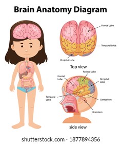 Afiche de información sobre el diagrama de cerebro humano