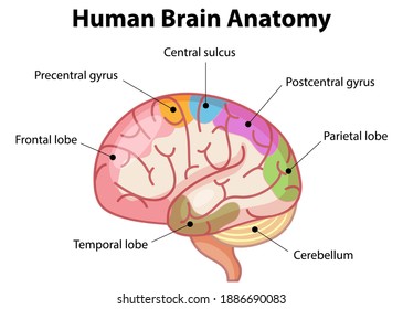 Similar Images, Stock Photos & Vectors of brain anatomy vector