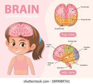 Information poster of human brain diagram illustration