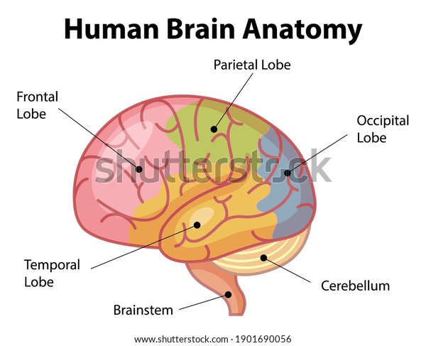 140,706 Brain Drawing Images, Stock Photos & Vectors | Shutterstock