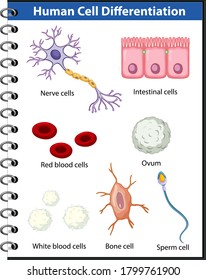 Information Poster Human Cell Differentiation Illustration Stock Vector ...