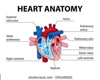 Information Poster Of Human Heart Diagram Illustration