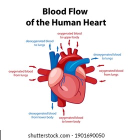 Information Poster Of Human Heart Diagram Illustration