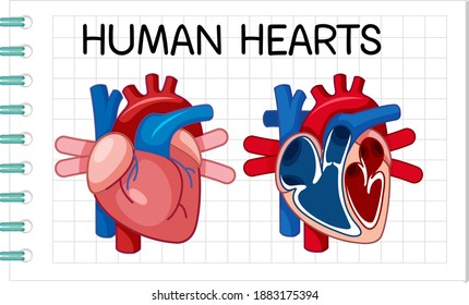 Information poster of human heart illustration