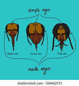 Information poster with location eye queen bee, worker bees and Ã?Â drone. Beekeeping infographics.