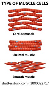 Types Muscle Tissue Stock Vector (Royalty Free) 422359246