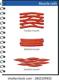 Information poster of muscle cells illustration