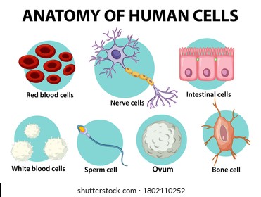 Cells Immune System Cells Anatomical Diagram Stock Vector (Royalty Free ...