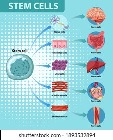 Informationspaket zur Illustration menschlicher Stammzellen