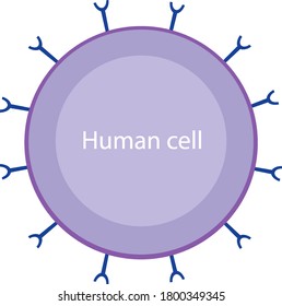 Informative human cell and coronavirus diagram illustration