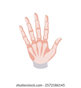 Informative Icon of Hand Phalanges Anatomy