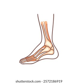 Informative Icon of Medial Malleolus Anatomy