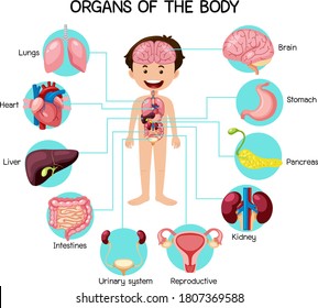 Informative organs of the body illustration