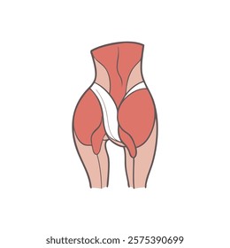 Informative Overview of Gluteus Minimus Anatomy