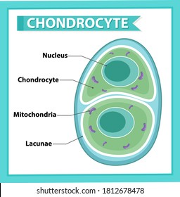 Informative Poster Of Chondrocyte Illustration